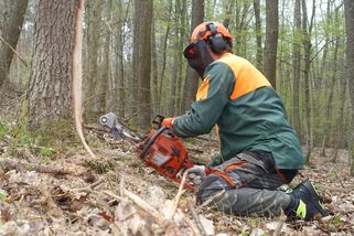 Ochránci přírody vyřezávají dutiny v kmenech zdravých stromů - Novinky